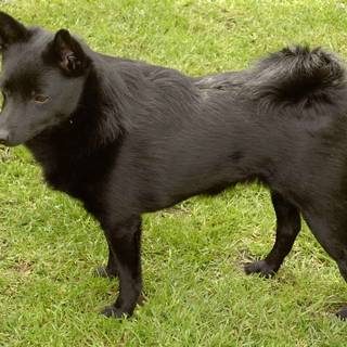 Schipperke wallpaper