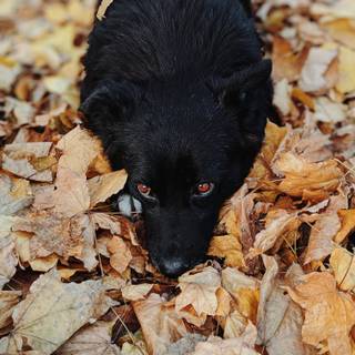 Schipperke wallpaper