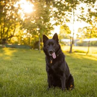 Schipperke wallpaper