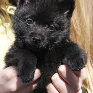 Schipperke wallpaper