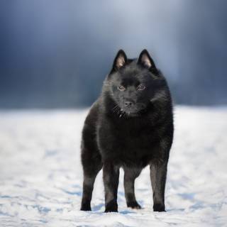 Schipperke wallpaper