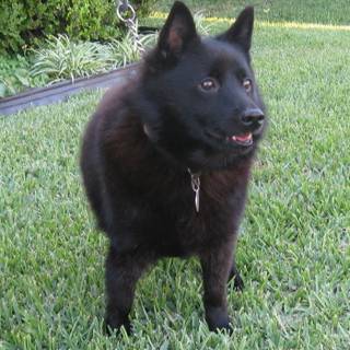 Schipperke wallpaper