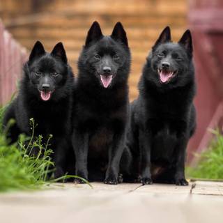 Schipperke wallpaper