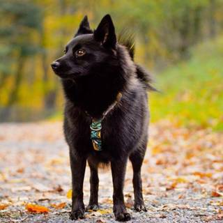 Schipperke wallpaper