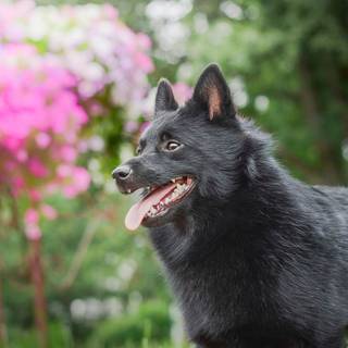 Schipperke wallpaper