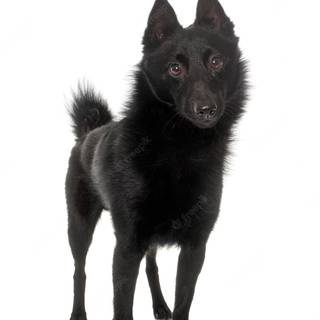 Schipperke wallpaper