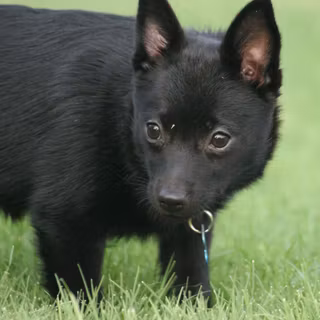 Schipperke wallpaper