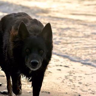 Schipperke wallpaper