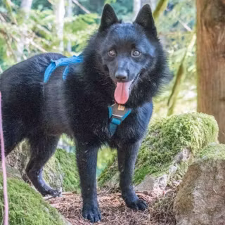 Schipperke wallpaper