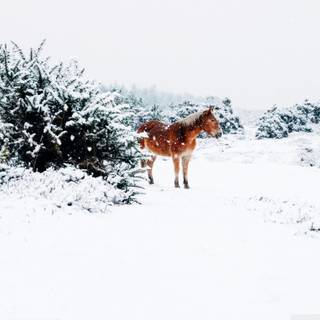 Rural winter wallpaper