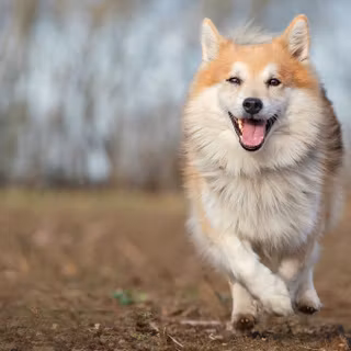 Icelandic Sheepdog wallpaper