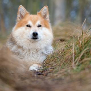 Icelandic Sheepdog wallpaper