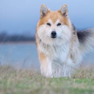 Icelandic Sheepdog wallpaper