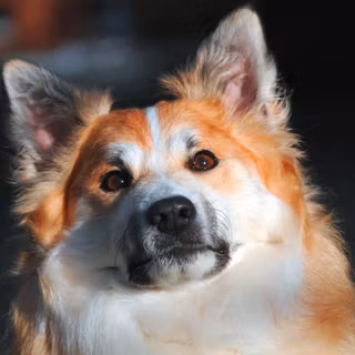 Icelandic Sheepdog wallpaper