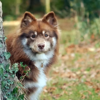 Icelandic Sheepdog wallpaper
