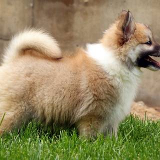 Icelandic Sheepdog wallpaper