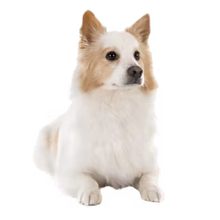 Icelandic Sheepdog wallpaper