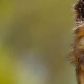 Icelandic Sheepdog wallpaper