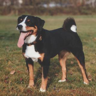 Appenzeller Sennenhund wallpaper