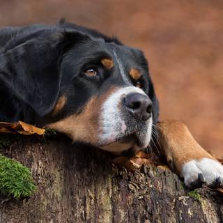 Appenzeller Sennenhund wallpaper