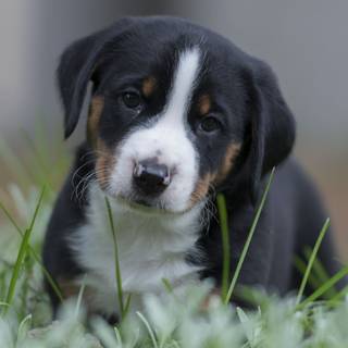 Appenzeller Sennenhund wallpaper