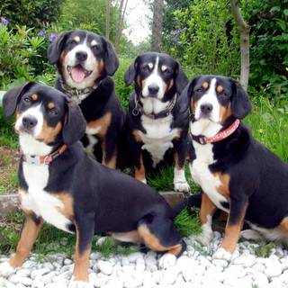 Appenzeller Sennenhund wallpaper