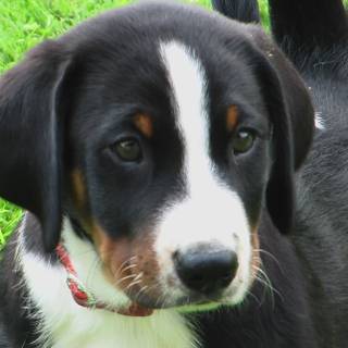 Appenzeller Sennenhund wallpaper