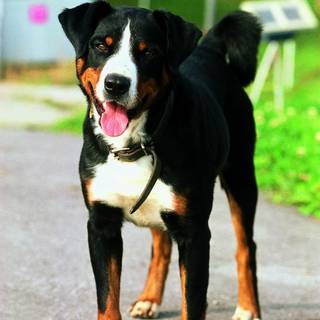 Appenzeller Sennenhund wallpaper