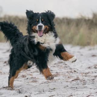 Appenzeller Sennenhund wallpaper