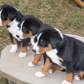 Appenzeller Sennenhund wallpaper