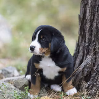 Appenzeller Sennenhund wallpaper