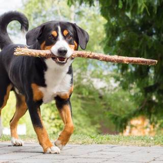 Appenzeller Sennenhund wallpaper