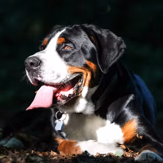 Appenzeller Sennenhund wallpaper