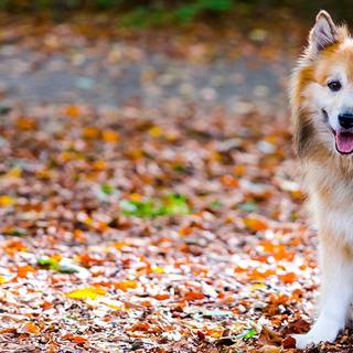 Icelandic Sheepdog wallpaper
