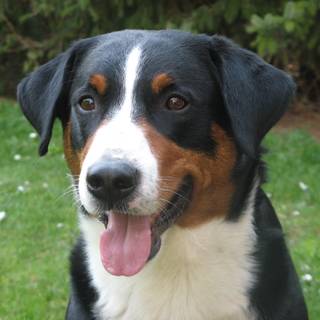 Appenzeller Sennenhund wallpaper