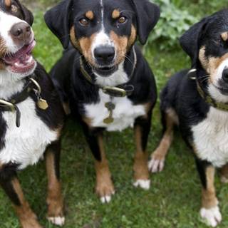 Appenzeller Sennenhund wallpaper