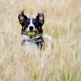 Appenzeller Sennenhund wallpaper