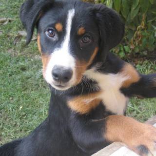 Appenzeller Sennenhund wallpaper