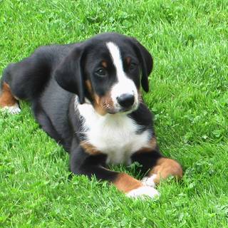 Appenzeller Sennenhund wallpaper