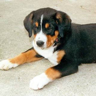 Appenzeller Sennenhund wallpaper