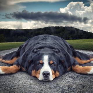 Appenzeller Sennenhund wallpaper