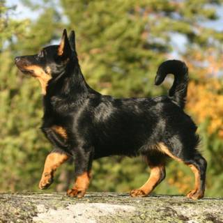 Lancashire Heeler wallpaper