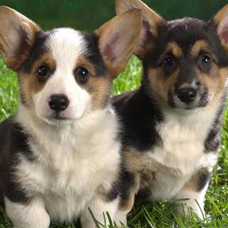 Lancashire Heeler wallpaper