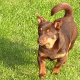 Lancashire Heeler wallpaper