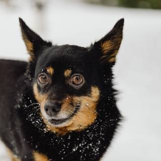 Lancashire Heeler wallpaper