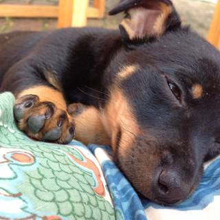 Lancashire Heeler wallpaper