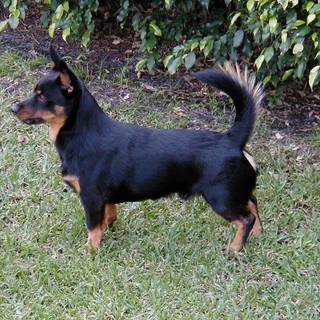 Lancashire Heeler wallpaper