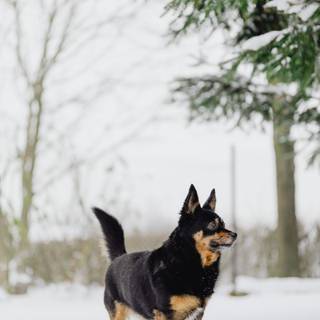 Lancashire Heeler wallpaper