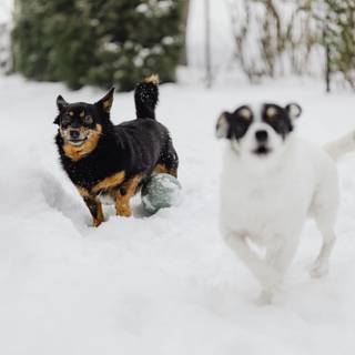 Lancashire Heeler wallpaper