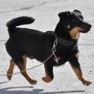 Lancashire Heeler wallpaper